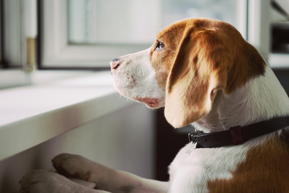 A Beagle with a brown and white coat is gazing out of a window while standing on its hind legs. It wears a black collar, and soft light illuminates the scene.