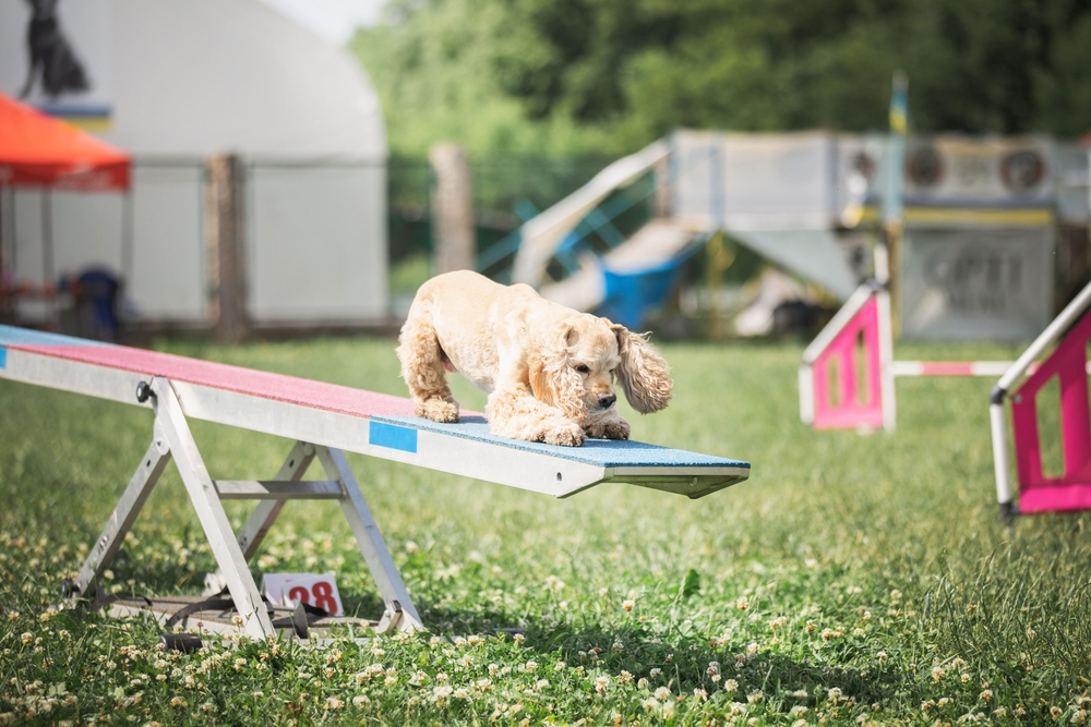 A small tan dog with long ears walks across a blue and red seesaw on a grassy dog agility course, with blurred equipment and greenery in the background.