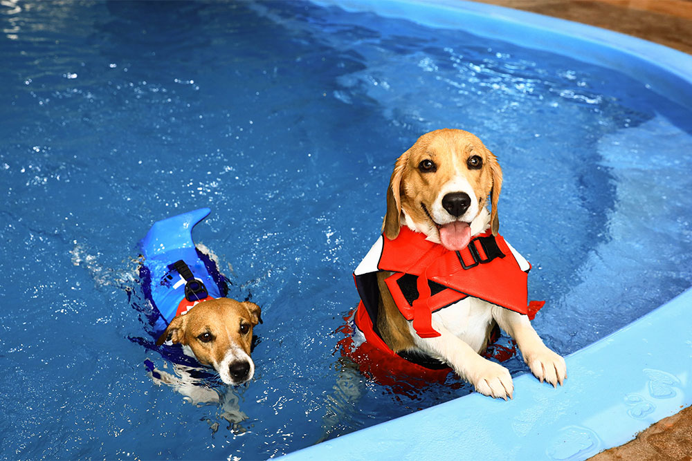 Two dogs wearing life jackets swim in a blue pool. One dog with a red life jacket sits on the pool edge, tongue out, while the other in a blue life jacket swims nearby.