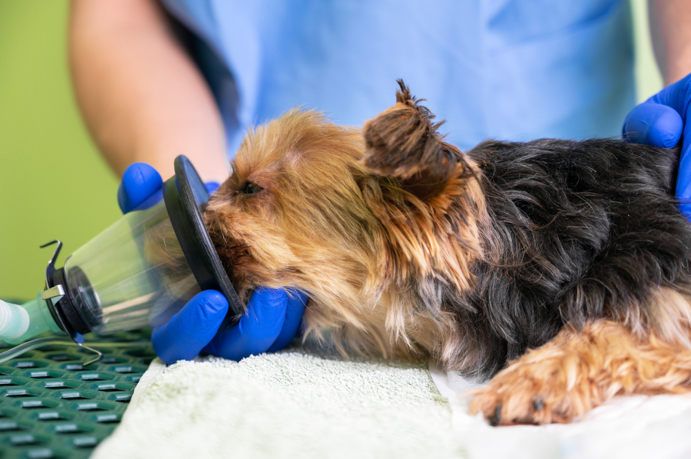 A small dog lying on a towel is receiving oxygen through a mask held by a person wearing blue gloves. The person is dressed in scrubs, indicating a veterinary medical setting. The background is green.
