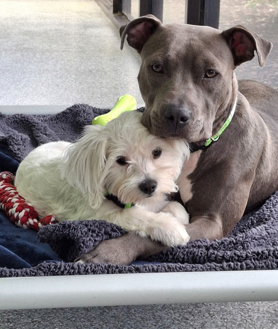 A large gray dog rests its head gently on a small white dog as they cuddle together on a cozy, dark blanket with toys nearby.