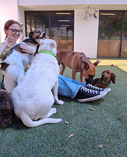 A person sitting on grass is surrounded by five dogs of various breeds and sizes, enjoying a playful moment together outdoors near a building.