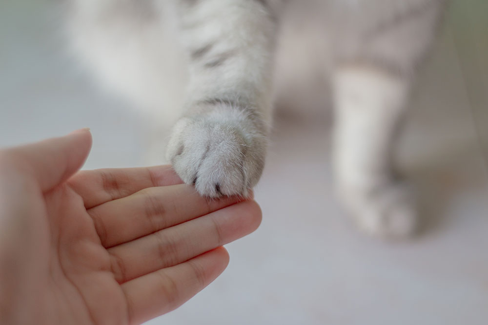 A human hand gently touching a cat's paw, conveying a sense of warmth and connection. The cat's fur is light-colored, and the background is softly blurred.