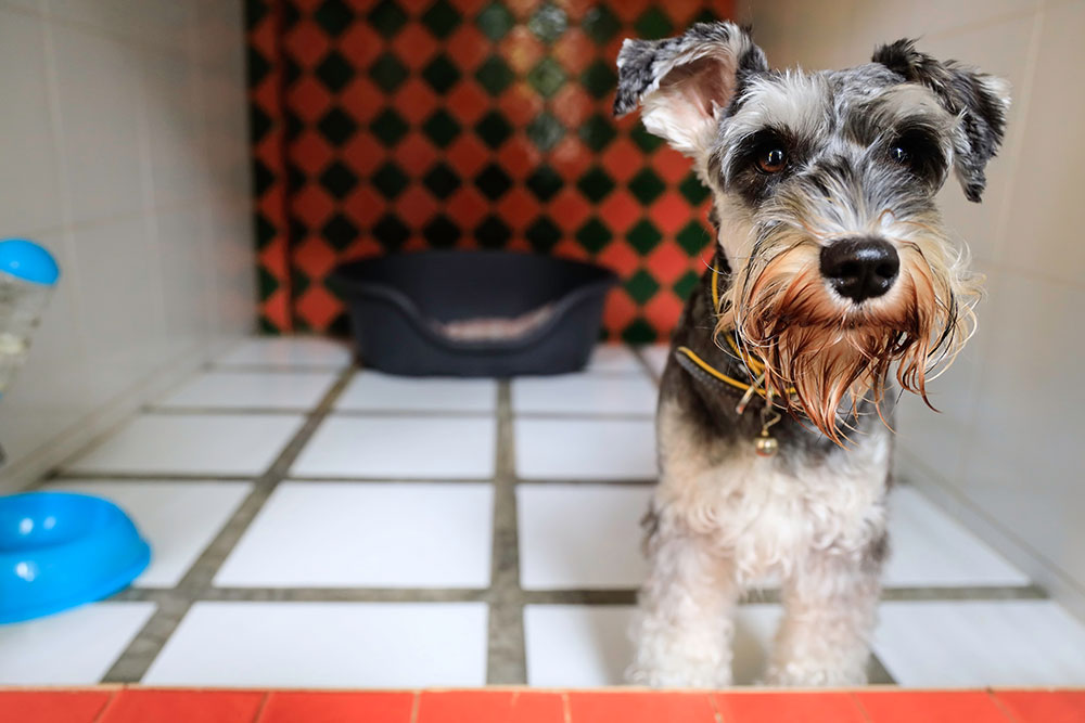 A small Schnauzer dog with a gray and white coat stands indoors on a tiled floor. There's a black pet bed in the background and a blue water bowl to the side. The walls are decorated with red and green tiles.