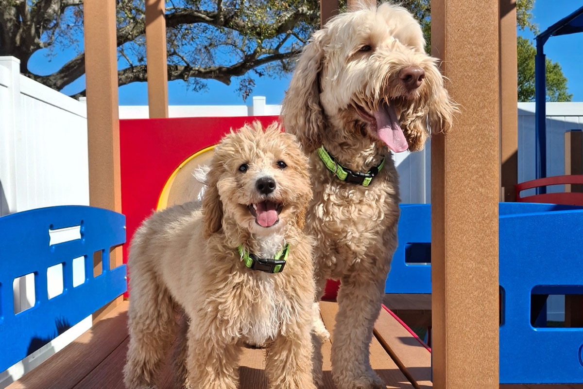 Two fluffy dogs, wearing collars, stand joyfully in a sunny playground setting. The larger dog, right, and the smaller dog, left, both have wagging tails and are surrounded by colorful play structures. Trees and a white fence are in the background.