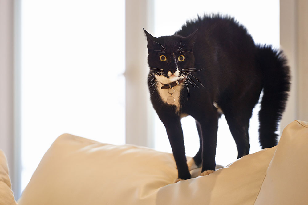 A black and white cat with arched back and fluffed tail stands on the back of a light-colored couch, appearing startled or curious, with wide eyes and ears perked up.