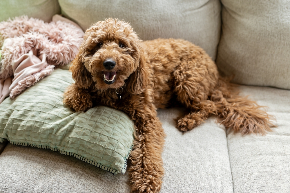 A fluffy brown dog with curly fur lies on a green cushion on a light-colored sofa, looking up with an open mouth and happy expression. A pink textured blanket is beside the dog.