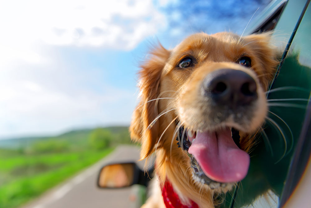 A golden retriever with its tongue out leans out of a car window, enjoying the breeze on a sunny day. The road and green landscape are visible in the background.