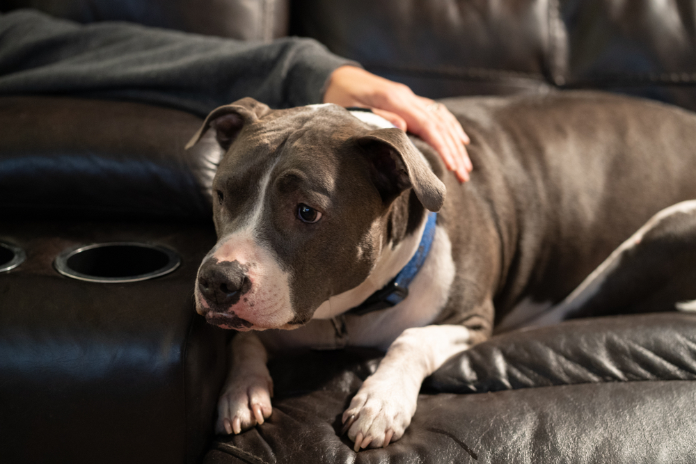 A gray and white pit bull dog with a blue collar lies on a dark leather couch, looking off to the side. A person's hand rests gently on the dog's back, showing affection.