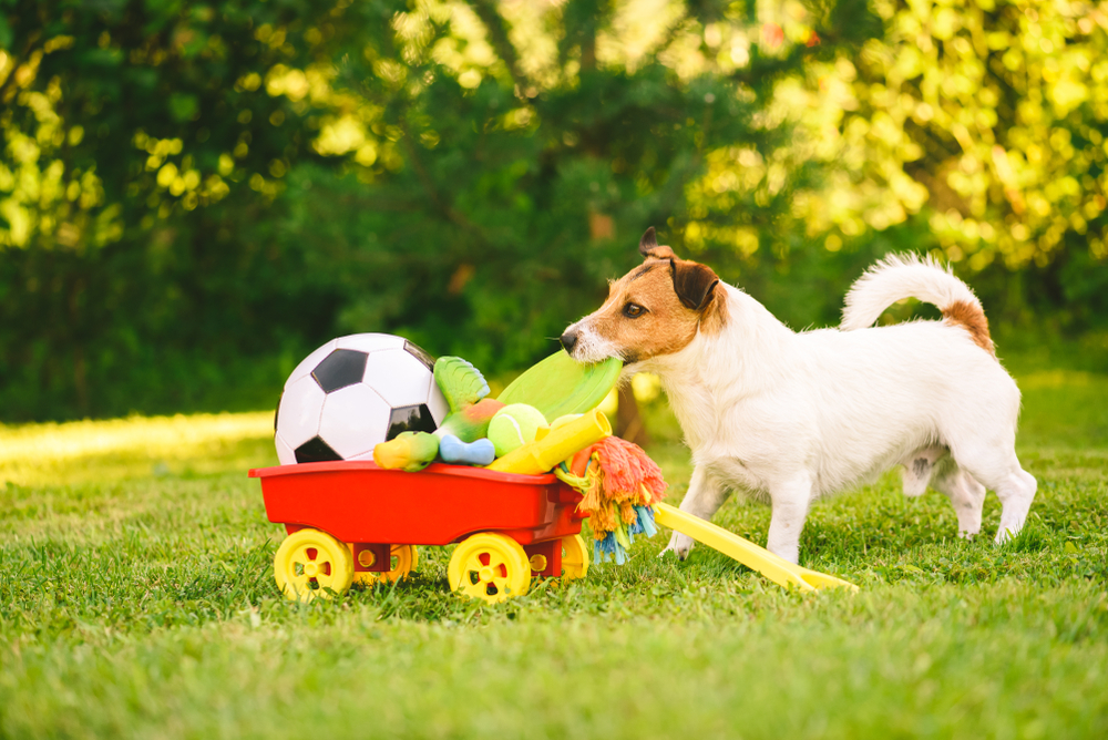 A small dog stands on grass beside a red toy wagon filled with colorful objects, including a black and white soccer ball and various soft toys. Bright green trees are blurred in the background.