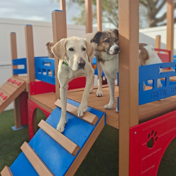 Two dogs stand on a colorful playground structure with blue and red panels. One tan Labrador is stepping down a ramp, while a brown and white dog stands behind, both appearing curious. Grass and a tree are visible in the background.