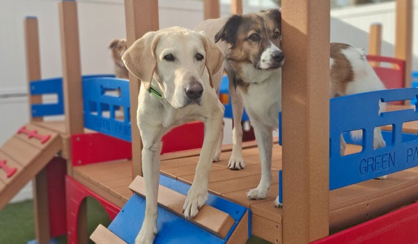 Two dogs stand on a colorful playground structure. One is a light-colored Labrador with a green collar, and the other is a brown and white dog. They appear curious and relaxed on the play equipment.