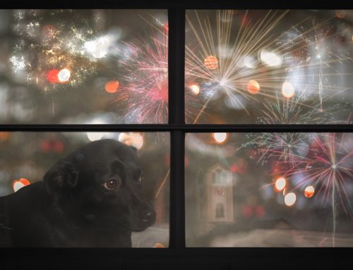 How Can You Help Your Dog’s Fear of Loud Noises?