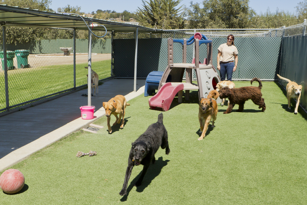Six dogs play in a fenced outdoor area with artificial grass and playground equipment, while a person stands nearby watching them. A pink ball and rope toy are also visible on the ground.