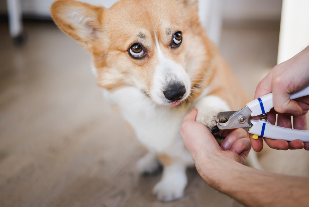 A corgi with a tan and white coat looks slightly anxious as someone trims its nails with clippers. The dog is indoors, standing on a wooden floor. One paw is raised, held gently by the person clipping its nails.