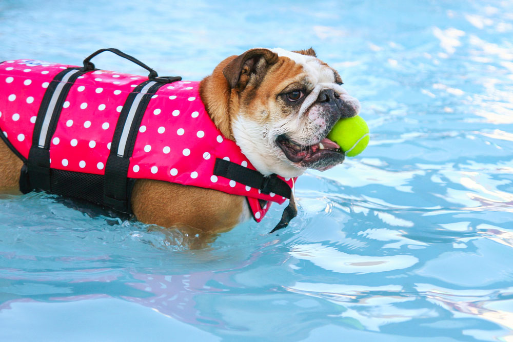 A bulldog wearing a pink polka dot life jacket swims in a pool while holding a yellow tennis ball in its mouth.