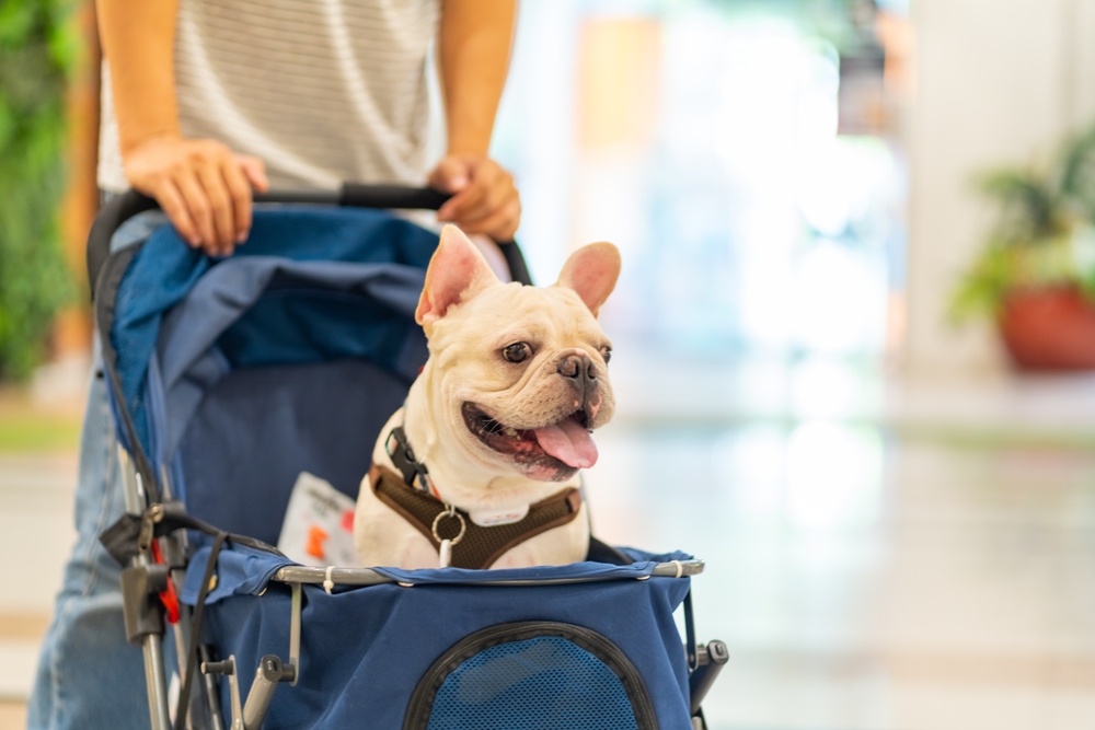 A happy French Bulldog sits in a blue pet stroller, with its tongue out. A person, mostly out of frame, is pushing the stroller indoors. The background is softly blurred.