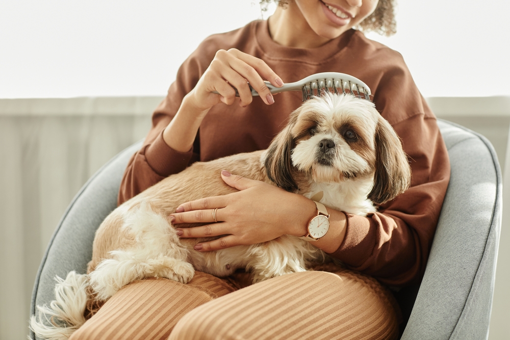 A person wearing a brown sweater and striped pants sits in a chair, smiling while brushing a fluffy brown and white dog on their lap. The dog appears content and relaxed.