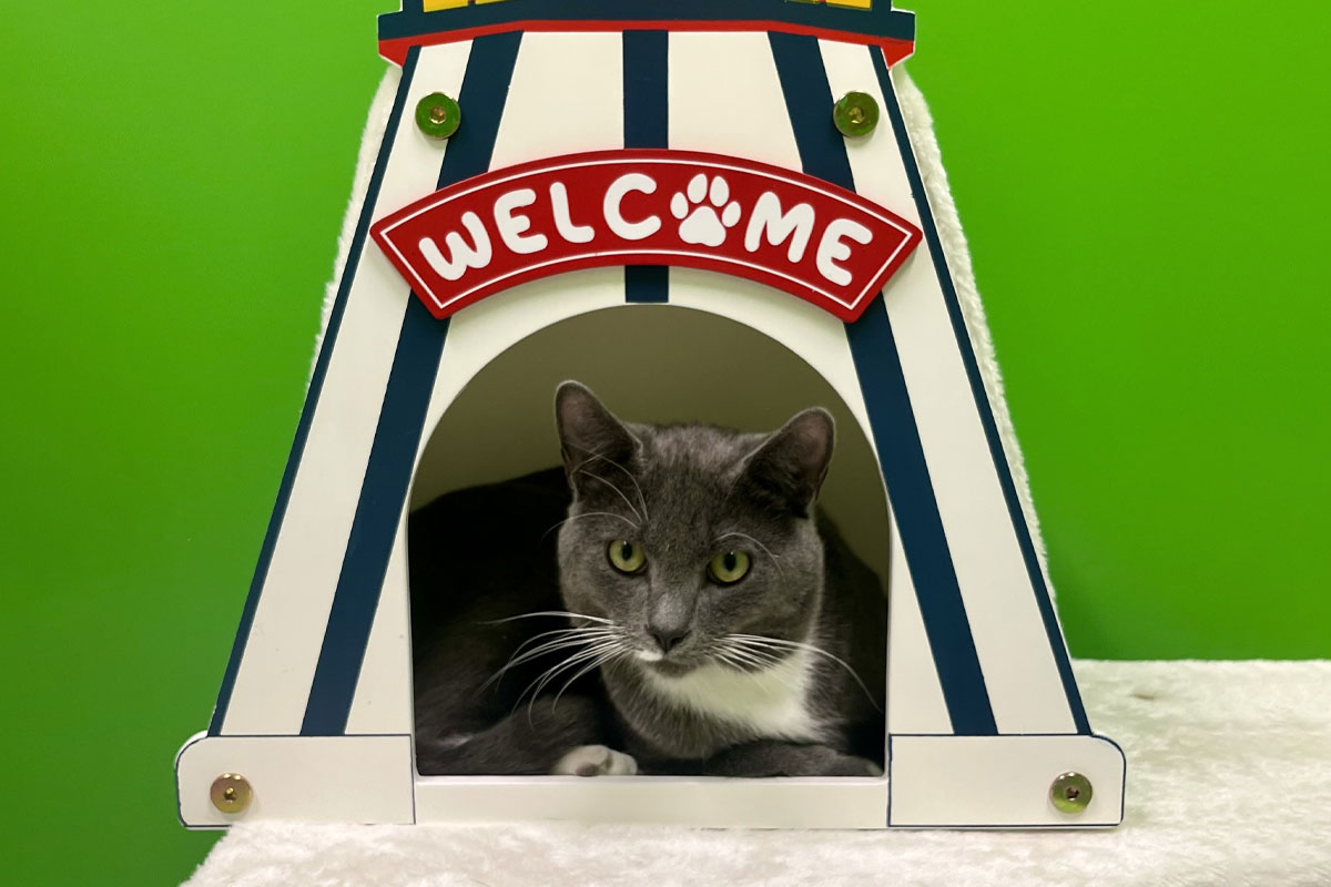 A gray and white cat is lying inside a colorful, striped cat house with a "Welcome" sign at the top. The background is bright green, and the cat looks calm and relaxed.