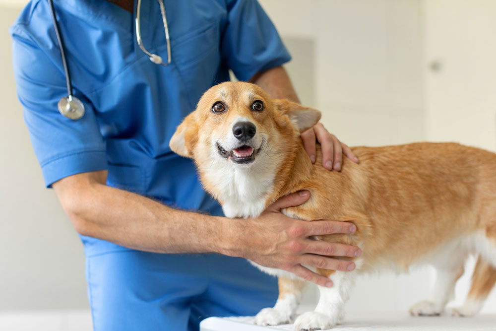 A veterinarian in blue scrubs examines a happy, alert corgi dog on a table in a brightly lit clinic.