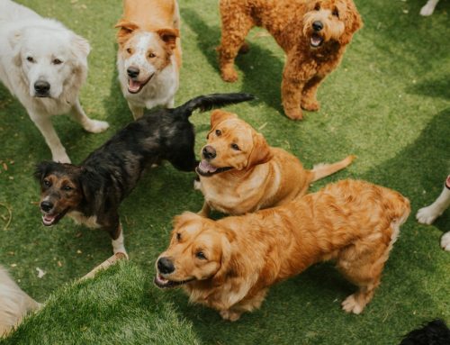What a Great Dog Daycare Actually Looks Like