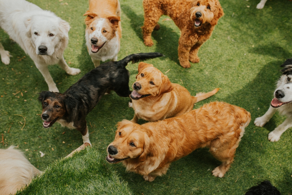 Several dogs of various breeds and sizes stand and look up while gathered on green grass, appearing happy and playful in an outdoor setting.