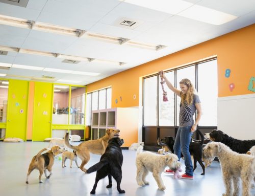 Where Can You Actually Take Your Dog to Meet Other Dogs in Tampa Bay?