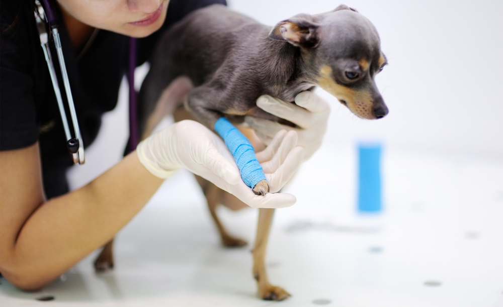 A small dog with a blue bandaged leg is gently held by a veterinarian wearing gloves. In the clinical setting, reminiscent of a pet resort, the vet carefully examines the dog's leg on a pristine white table.