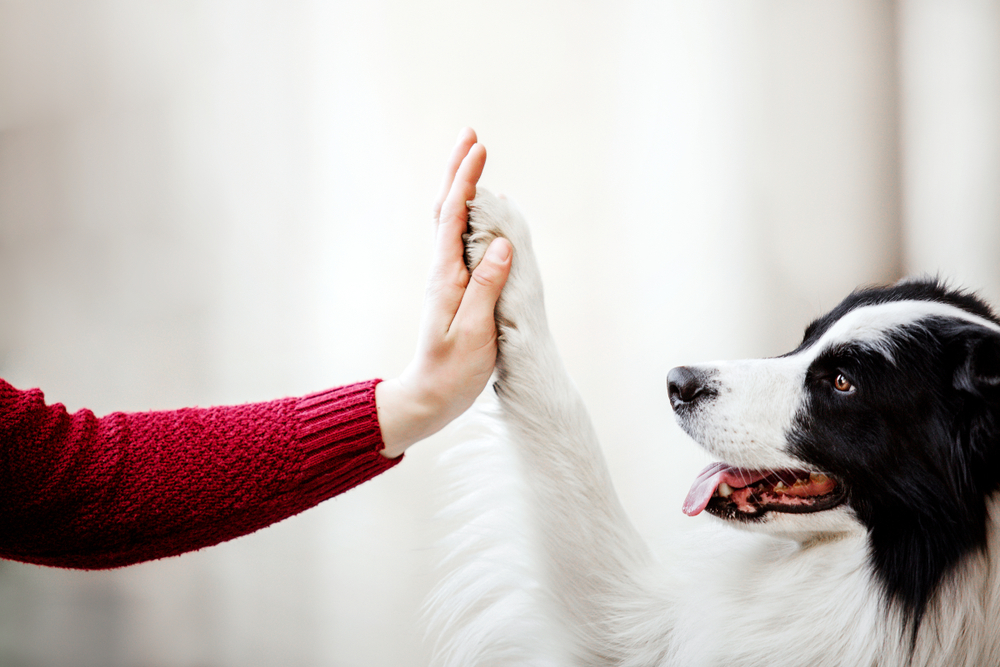 A black and white dog, fresh from dog grooming, gives a high five to a person wearing a red sweater. The dog's tongue is out, and it looks happy.