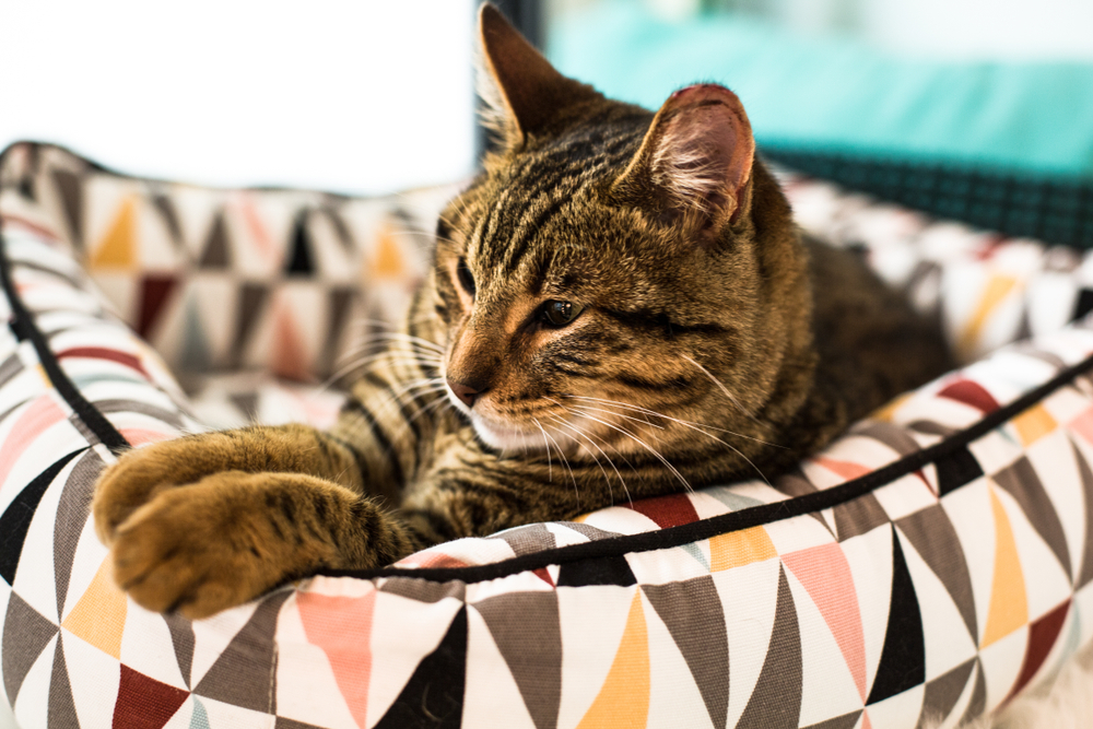 A tabby cat relaxes in a geometric-patterned pet bed at the chic pet resort, featuring a mix of triangles in earthy colors. The cat is lying comfortably, with its paws stretched out, looking off to the side.