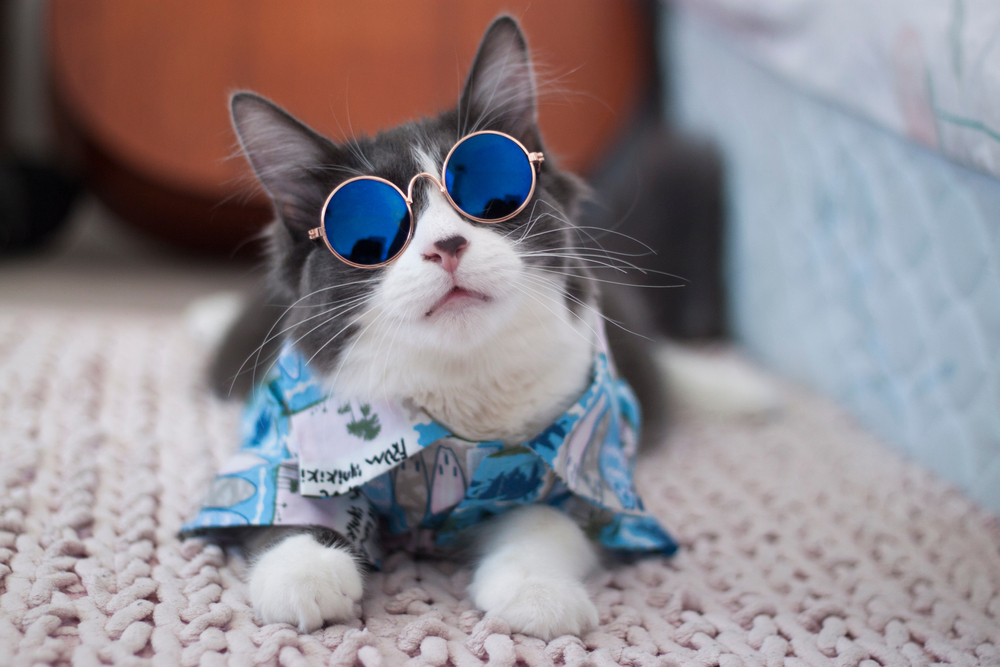 A gray and white cat, fresh from pet grooming, wears round blue sunglasses and a blue patterned shirt, lying on a textured surface. The cat's relaxed pose and stylish attire give a playful and cool vibe.