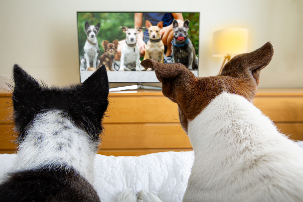 Two dogs are sitting on a bed, watching a TV screen. The television shows a group of dogs being walked on leashes. The room has a wooden dresser and a softly lit lamp. The dogs are focused on the screen.