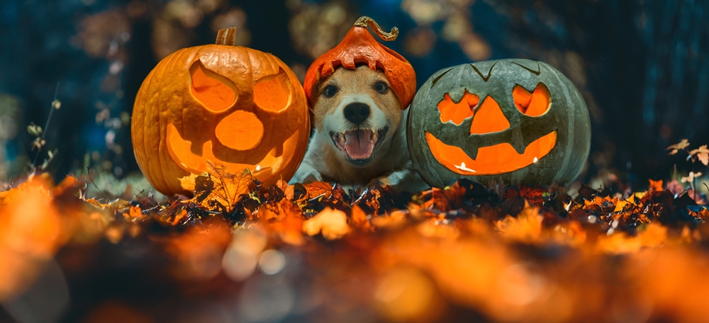 A dog with a pumpkin on its head sits between two carved jack-o'-lanterns, surrounded by autumn leaves. The scene is set outdoors with a Halloween theme.