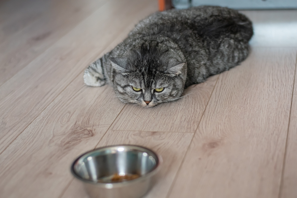 A gray tabby cat lies on a wooden floor, staring intently at a metal bowl with some food inside. The cat appears to be in a relaxed yet focused position, as if pondering the delights of its next meal at a cozy pet resort.