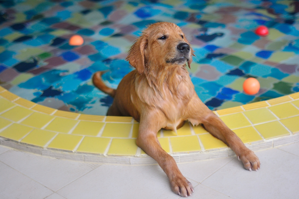A wet golden retriever lounges poolside at the pet resort, with colorful tiles and red balls floating nearby. The dog appears relaxed, resting its front paws on the yellow edge of the pool, enjoying a day of leisure and fun that only a top-tier dog boarding facility can offer.