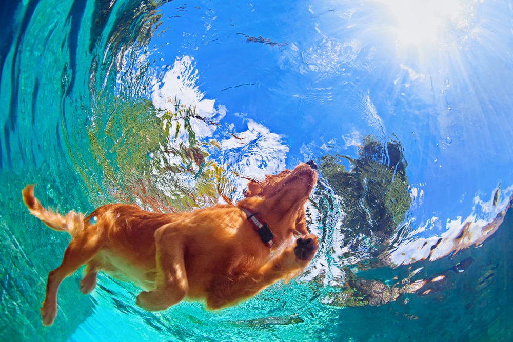 A golden retriever swims underwater, captured from a submerged perspective. Sunlight filters through the clear blue water, casting dynamic patterns around the dog as it moves—surely enjoying a day of fun after some pampering at dog grooming. Lush greenery and trees are partially visible above the water.