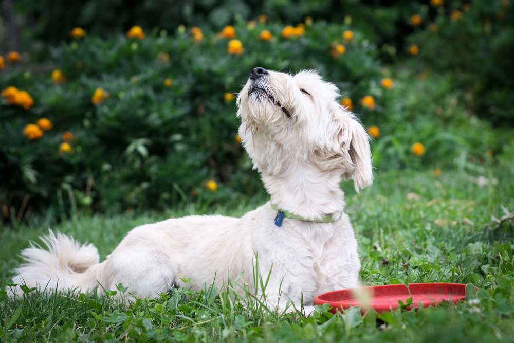A fluffy white dog, fresh from pet grooming, lounges on the grass with a green collar and a red frisbee. Its head is raised, sniffing the air. Behind it, green bushes adorned with yellow flowers provide a picturesque backdrop.