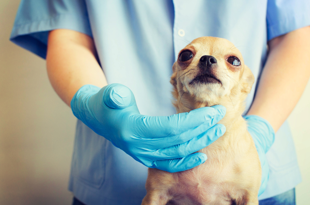 A small, light brown Chihuahua is gently held by a person wearing blue gloves and a light blue shirt, possibly a veterinarian. The dog looks calm and slightly upwards, with a plain background.