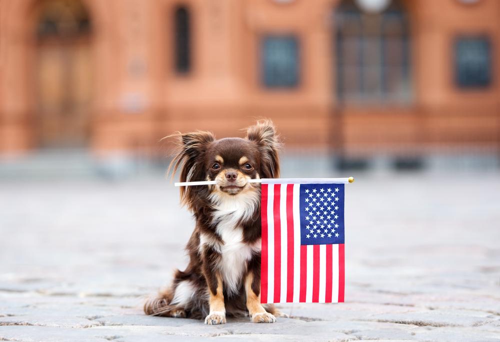 A small brown and white dog sits on a cobblestone street, holding a small American flag in its mouth. The backdrop showcases a blurred view of a red brick building, reminiscent of the charming surroundings seen at an upscale pet resort.