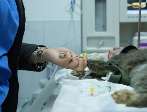 Is Spaying or Neutering Your Pet Really Necessary?