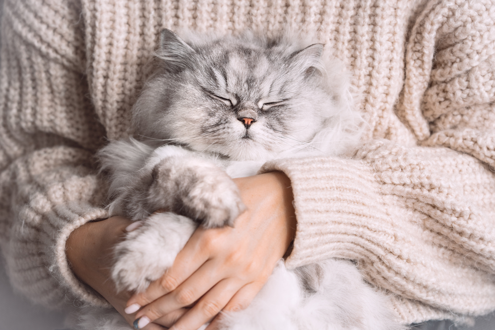 A fluffy gray cat with closed eyes is cuddled in the arms of a person wearing a cream-colored sweater, fresh from a day at pet grooming. The cat looks relaxed and content.