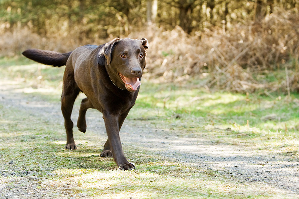 A brown Labrador Retriever joyfully walks along a sunlit forest path, surrounded by trees and grass. Its tongue is out and ears perked, conveying a sense of happiness and energy.