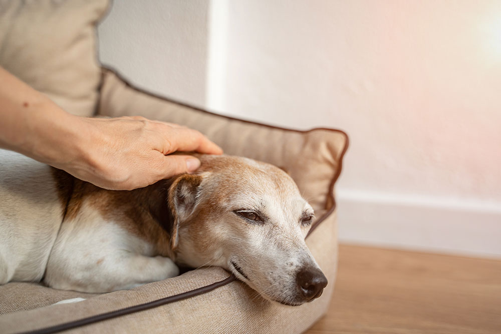 A dog resting contently in a soft dog bed while being gently petted. The dog's eyes are closed, and it looks relaxed. Sunlight softly illuminates the scene, creating a warm and peaceful atmosphere.