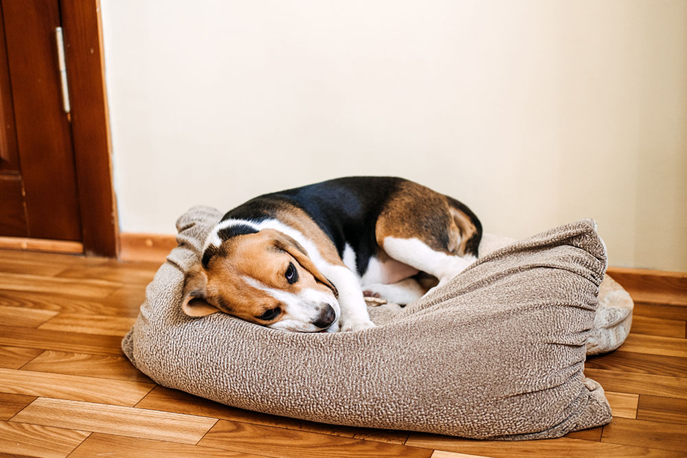 A beagle is resting on a brown dog bed placed on a wooden floor. The dog looks relaxed and is lying down with its head resting on the edge of the bed.