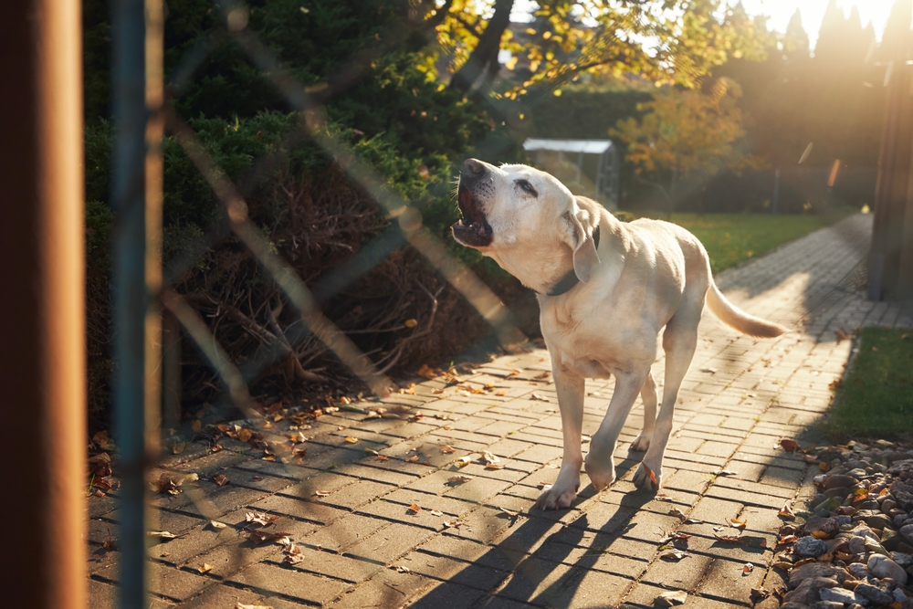 A light-colored dog barking while standing on a sunlit brick pathway. The dog is near a fence with a broken wire, surrounded by green bushes and autumn leaves on the ground. The background shows a grassy yard with a pathway.