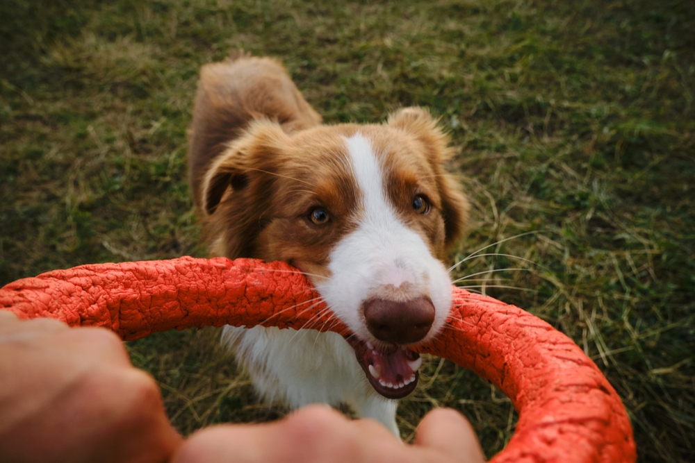 A brown and white dog playfully bites a red frisbee held by a person. The dog looks eager and is standing on a grassy field.