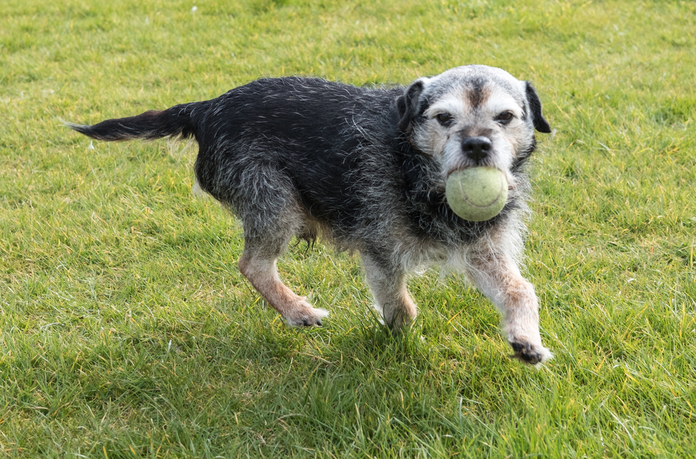 A small, scruffy dog with a grey and black coat runs on green grass, holding a tennis ball in its mouth.