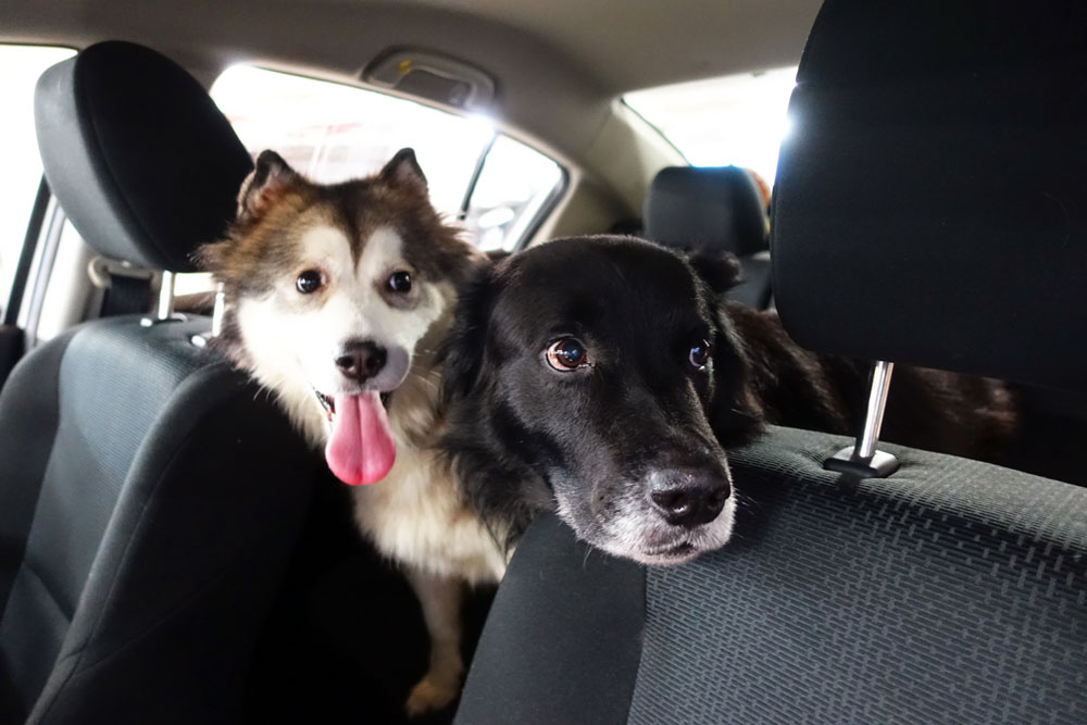 Two dogs in a car, sitting in the back seat. The dog on the left is fluffy with a white and brown coat and is panting with an open mouth. The dog on the right has a black coat and has a curious expression.