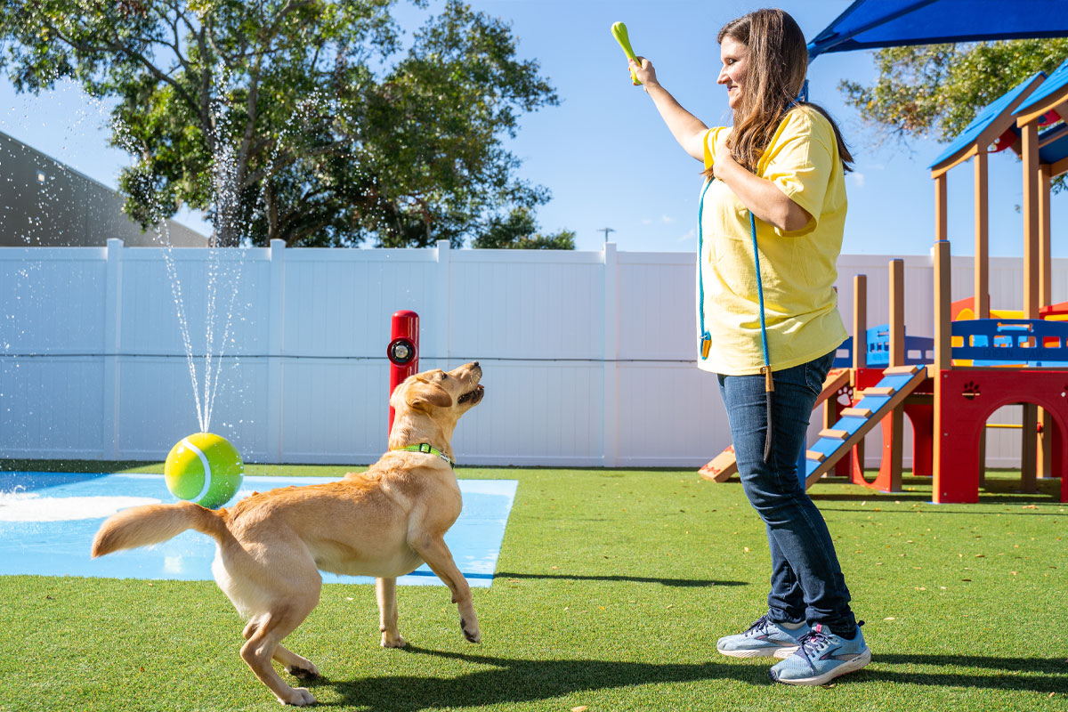 A woman in a yellow shirt plays fetch with a tan dog in a fenced yard. She holds a green toy, and the dog leaps eagerly. A playground slide and sprinkler are in the background on a sunny day.