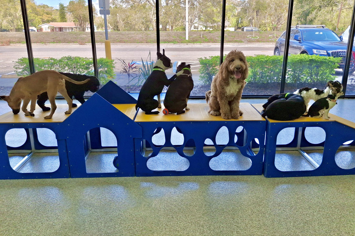 A group of playful dogs on a blue and yellow play structure near large windows. One dog sits alone, while four others interact on the left. Another pair of dogs sits together on the right. Outside, trees and a car are visible.